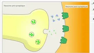 Miniature : SVT 3e - fonctionnement d'une synapse