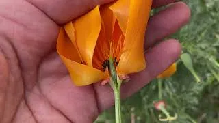 Miniature : De la fleur au fruit - exemple dans la rue!