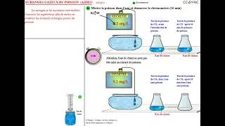 Miniature : Les échanges gazeux d'un poisson : expériences