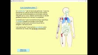 Miniature : Rôles des lymphocytes