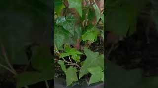Miniature : Mon balcon plantes et canicule #plantes canicule 