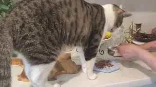 Miniature : Le chat qui mange