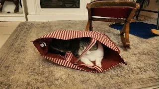 Miniature : Comment  trouver le bon jouet pour chat ?