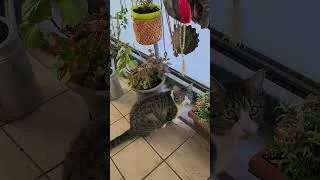 Miniature : CHAT PROFITE DE LA FRAÎCHEUR DU BALCON