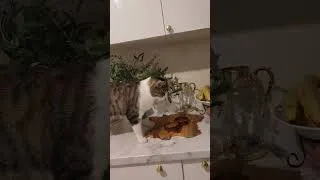 Miniature : Un chat mignon qui mange 