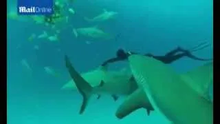 Miniature : Plonger et nager avec des requins