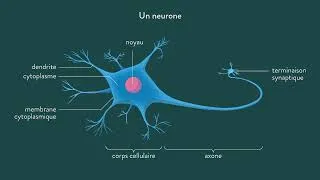 Miniature : les ecran te tuent le cerveau !!!