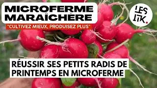 Miniature : 5 étapes clés pour maîtriser la culture du radis botte