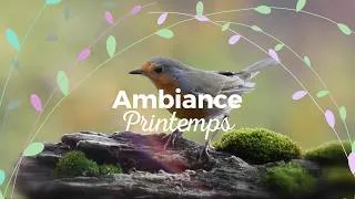 Miniature : Montage vidéo c'est le printemps#printemps #chien #chat #nature #ecrandeveille #tvscreensaver #tv