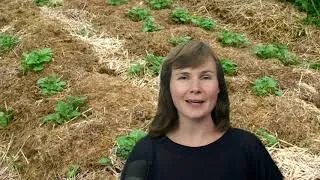 Miniature : LE POTAGER EN LASAGNE