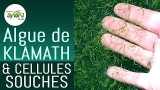 Miniature : Algue KLAMATH et CELLULES SOUCHES : Mythe ou Réalité ?
