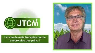 Miniature : JTCM - La sole de maïs française recule encore plus que prévu - 19/06/2026