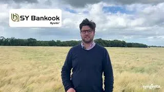 Miniature : Le pouvoir couvrant des orges HYVIDO® : démonstration en parcelle !