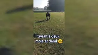 Miniature : Syrah, trois mois déjà!