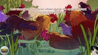Miniature : La Vérité Derrière Le Chant Du Coq Selon La Science