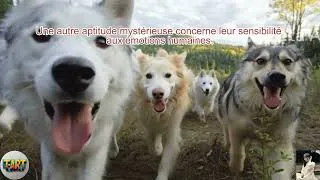 Miniature : Les Pouvoirs Surnaturels Des Chiens Que La Science N’a Pas Encore Complètement Expliqués