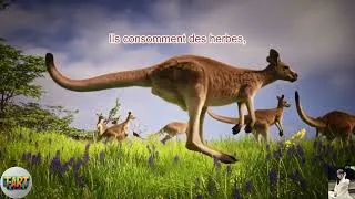 Miniature : Comment les kangourous dorment, mangent et survivent ils dans les régions arides d’Australie