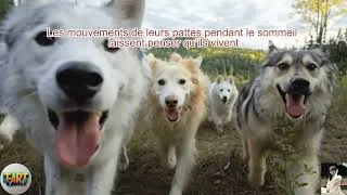 Miniature : Les 11 Mystères Les Plus Fascinants Sur Les Chiens Que Peu De Personnes Connaissent