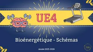 Miniature : UE4 - Bioénergétique - Les schémas