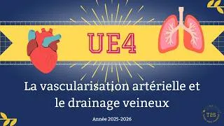 Miniature : UE4 - Appareil digestif - La vascularisation artérielle et le drainage veineux