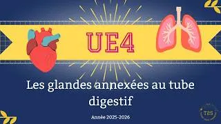 Miniature : UE4 - Appareil digestif - Les glandes annexées au tube digestif