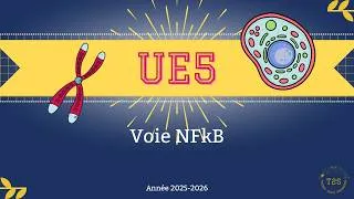 Miniature : UE5 - Communication cellulaire - voie NFkB