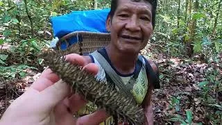 Miniature : AMAZONIA - MALOCA TUR