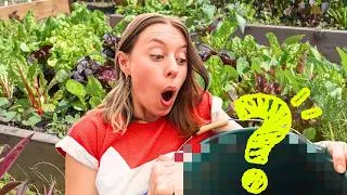 Miniature : MON SECRET POUR DES BACS POTAGERS RÉUSSIS !