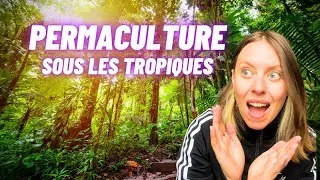 Miniature : PERMACULTURE TROPICALE : Cultiver en Guadeloupe (ce qu’on ne vous montre jamais)