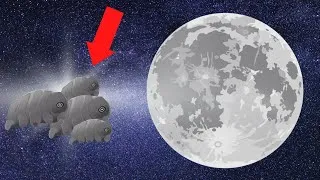 Miniature : Comment cet ANIMAL SURVIT SUR LA LUNE ? #Tardigrade