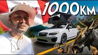 Miniature : 1000 KM du Québec à l’Ontario en tente de toit 🇨🇦 - Tayriz