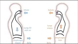 Miniature : Respiration diaphragmatique