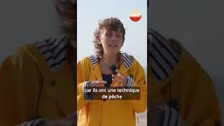 Miniature : S1:10 | Pêche en mer du Nord : un nouveau prédateur