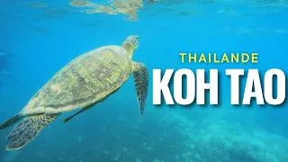 Miniature : Snorkeling à Koh Tao (poissons, requin, tortue géante)
