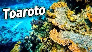 Miniature : Snorkeling à Toaroto (Tahiti)