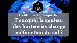 Miniature : [La Minute Chimique #7] - Pourquoi la couleur des hortensias change en fonction du sol ?