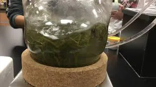 Miniature : Ateliers Biotechno - À la recherche de médicaments dans la forêt