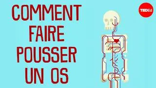 Miniature : Comment faire pousser un os - Nina Tandon