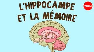 Miniature : Que se passe-t-il lorsque vous retirez l’hippocampe ? - Sam Kean