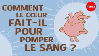 Miniature : Comment le cœur fait-il pour pomper le sang ? - Edmond Hui