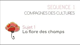 Miniature : Séquence 1 Sujet 1 : La flore des champs