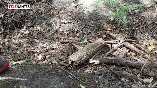 Miniature : FORTES CHALEURS : LES FORÊTS SOUS SURVEILLANCE
