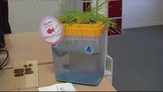 Miniature : Jeune entrepreneur: Création d’un aquarium inédit (Toulouse)