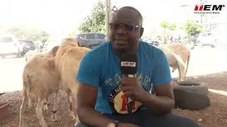 Miniature : Reportage: la préparation de la Tabaski/ les vendeurs de mouton…