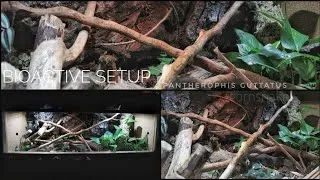 Miniature : Bioactive Setup / Pantherophis guttatus