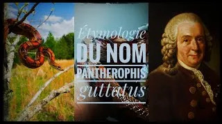 Miniature : Etymologie du nom Serpent des blés ? | Quelle est l'origine de ce nom ? #1