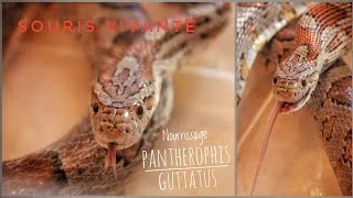 Miniature : Le PREMIER nourrissage au VIVANT d'une PANTHEROPHIS GUTTATUS !!!