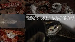 Miniature : TOUT mes SERPENTS en UNE vidéo !