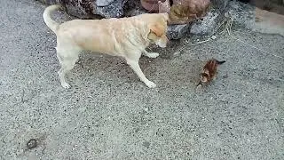 Miniature : le chien et le chaton, chaque année un nouvel épisode à Montcuq où le chien vieillit #chien #chaton