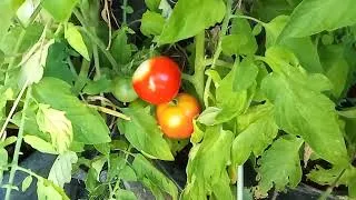 Miniature : La première tomate de l'année au jardin Un grand plaisir lotois Fruits et légumes sans pesticides